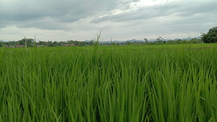 green wheat field