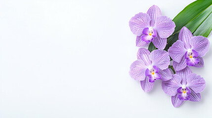 Naklejka premium Lavender orchids, leaf, white background, spa concept