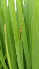 a stink bug on a rice field leaf