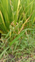 a pair of stink bugs in the grass of the rice field