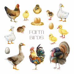 Hand drawn realistic farm birds watercolor illustration set. Hen, chicken, duck, goose, turkey and rooster vintage style painted collection isolated on white background. Cute farm bird painted set
