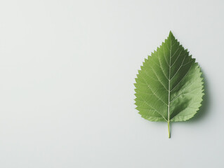 Vibrant Green Leaves Against a Crisp White Background: A Captivating Visual Celebration of Nature's Beauty and Textures