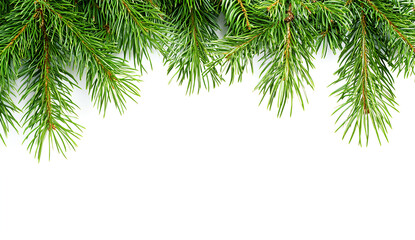 3 long green pine branches isolated on a white background, PNG image. 