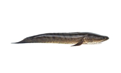 Large, fresh, not dead snakehead fish placed isolated on a white background.	