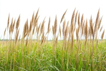 Obraz premium Wild grass reaches upward, its tall stalks creating a textured silhouette against a clean white backdrop. Calm and serene nature