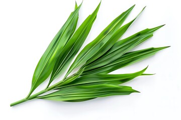 Obraz premium Green pandan leaves isolated on white background