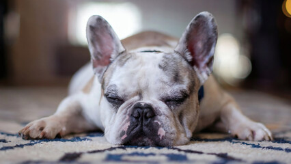 Pet dog sleeping on the floor