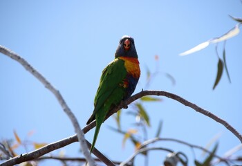 Rainbow Lorikeet (Trichoglossus moluccanus), Cranbourne East, Victoria, Melbourne, Australia.