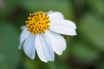 pilose beggarticks