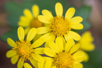 chrysanthemum indicum