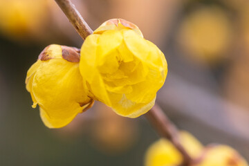 winter sweet