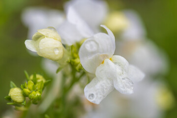 snap dragon