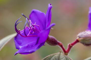 princess flower