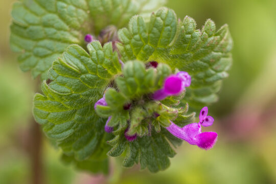 henbit deadnettle