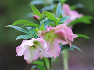 クリスマスローズの花