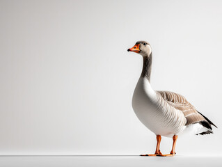 Obraz premium Single Goose Standing Against a Minimalist White Background