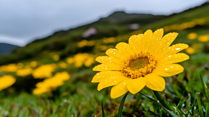 Obraz premium Dew-covered yellow flower in mountain meadow