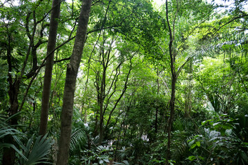 Brazilian Atlantic Forest (Mata Atlântica), with its rich and diverse biome.