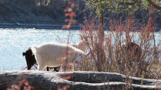 Herd of domestic white goats grazes along bank of spring river. Concerned animals search for fresh grass sniffing ground and bushes on sunny day. Altai