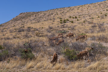 Barbary sheep herd in the wild
