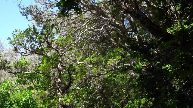 Myrtle tree forest in Los Arrayanes National Park, Argentina