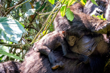 Obraz premium Gorilla baby with mom in Uganda in rainforest.