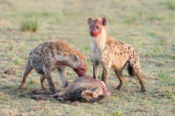 hyena in the savannah after kill wildebeest