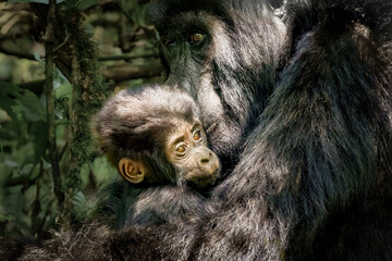 Baby gorilla and mama