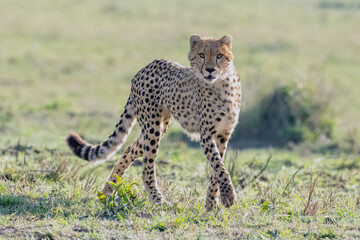 cheetah in serengeti national park