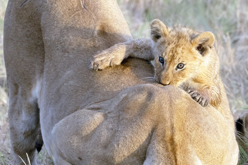 Naklejka premium mother and baby lion jumping on her back