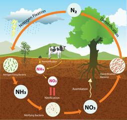 illustration of nitrogen cycle diagram