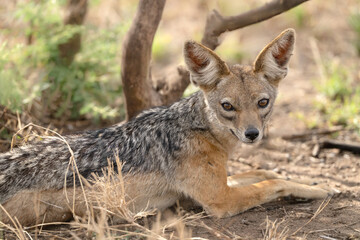 Jackal laying in shade