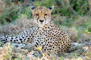 cheetah in serengeti national park