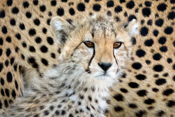 Baby cheetah closeup