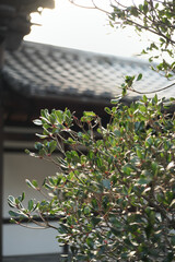 Zen Explore the gardens and And To the city