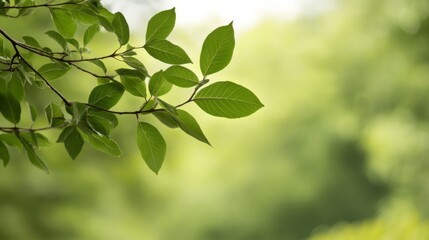 Naklejka premium Lush green leaves gently swaying in a serene forest setting with soft sunlight filtering through