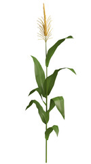 Fototapeta premium Corn plant growing with transparent background