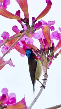 A vibrant Fork-tailed Sunbird, with a striking blue head, a red and yellow body, and a distinctive long, forked tail, perches on a branch with pink and orange blossoms