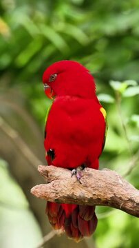 A chattering lory stands perched on a branch against a blurred background, Red parrot macaw,Close-up