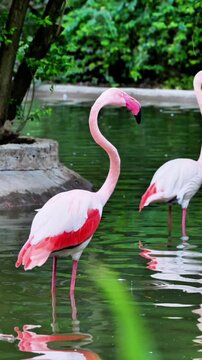 A flamingo with vibrant pink and white plumage stands gracefully in shallow water, its long, slender neck curved elegantly. Another flamingo is partially visible, standing behind it, 