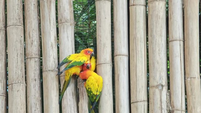 Three Sun Conure (Aratinga solstitialis) drilling into bamboo.