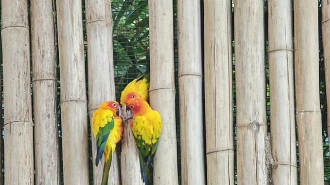 Three sun conures (Aratinga solstitialis) sit on a bamboo stalk.