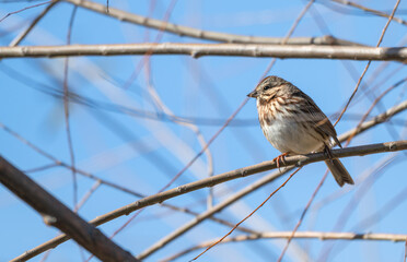 Song sparrow perched in a tree.