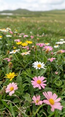 Obraz premium A vibrant field of colorful wildflowers including pink and yellow blooms, set against a lush green backdrop under a cloudy sky.