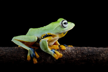 Java tree frog sitting on branch, flying frog Rhacophorus reinwardtii isolated on black