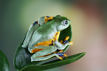 flying tree frog sitting on a green leaf,  close-up of javan tree frogs, rhacophorus reinwardtii