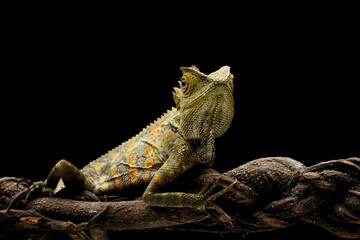 Forest dragon lizard on a branch, isolated on a black background