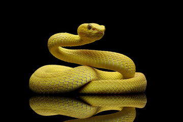 Yellow White-lipped Pit Viper (Trimeresurus insularis), close-up yellow viper snake