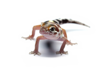 Baby Fat-tailed geckos isolated on white background, leopard gecko lizard, eublepharis macularius	