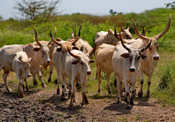West Africa. Senegal. A herd of Zebu cows with large magnificent horns near a small lake go to...